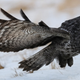 Image for article titled How owls developed stealth technology